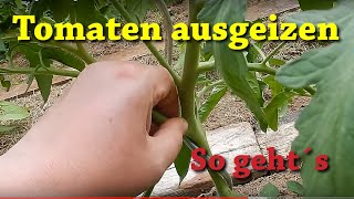 Tomaten ausgeizen  so geht´s 🍅🍅🍅 Geiztriebe an Tomaten erkennen und entfernen 🍅🍅🍅 [upl. by Woods240]