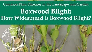 Boxwood Blight How Widespread is Boxwood Blight in Virginia [upl. by Clements355]