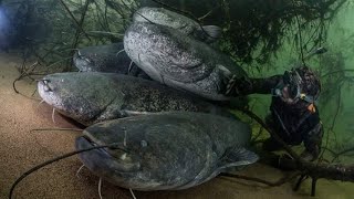 Big Catfish in Love  the Dance of the Giants  HD by Catfish World [upl. by Tada]