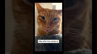 The drooling and measuring part 😭😭😭 kitten cat adorable funny cute catvideos [upl. by Sara-Ann85]