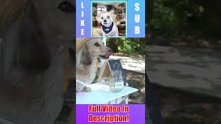 Daphnes Lemonade Stand Funny and Cute Wiener Dog Movie Reaction Chopsicle The Dog [upl. by Pauwles702]