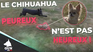 Le chihuahua peureux nest pas heureux [upl. by Eselahs381]