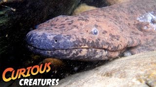 Chinese Giant Salamander  Curious Creatures [upl. by Malcah]