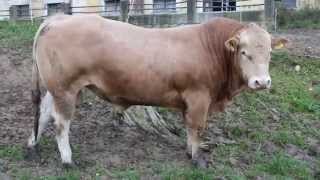 Blonde d´Aquitaine bull homozygous polled 22 month old [upl. by Sherar]