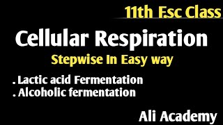 Cellular Respiration  Alcoholic and Lactic Acid Fermentation  Class 11 Biology [upl. by Suillenroc]