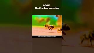 Bee Excreting viral shorts [upl. by Eniar]