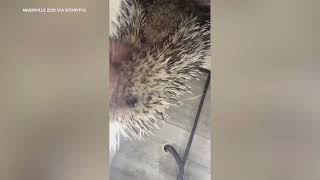 Adorable Porcupine Enjoys Crunchy Snacks at Nashville Zoo [upl. by Lemaceon929]