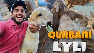 Qurbani Ky Lia Janwar Lyliay😍  Bakro ka naam kia rkhy🥰 [upl. by Ahsirek]