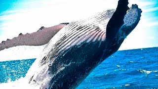 10 Increíbles datos sobre la Ballena Jorobada [upl. by Ecadnac]