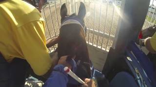 Trey Ellis trained horse jockey cam [upl. by Enyalahs163]