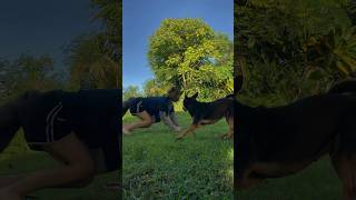 Dog and fox zoomies 🐾 ANTIZOO therian quadrobics dog cute alterhuman fox [upl. by Naujat]