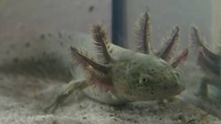 quotNewquot Addition Wild Type Axolotl [upl. by Roma]