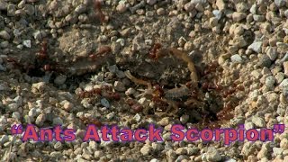 quotAnts Attack Scorpionquot [upl. by Carey]