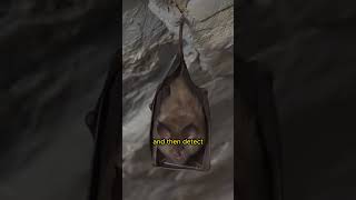 Ultrasonic sound waves in bats shorts animals facts bats bat [upl. by Kimmie733]