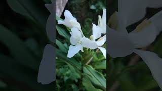 ম্যারিপোসা 💃🦋 garden flowers plant lily mariposa youtubeshorts gardenplants [upl. by Fulvia]