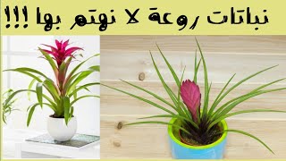 نباتات زينة صبورة و جميلة لا نهتم بها تيلاندسيا و الجوزمانيا Guzmania tillandsia [upl. by Franza]