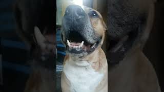 dog smells the foodbestfriend pitbull friendchicken [upl. by Clarine678]