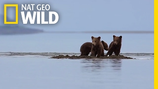 Bear Cubs Stranded in Rising Tides  Destination WILD [upl. by Entirb]