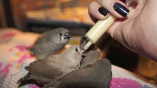 Handfeeding 10 Zebra Finch babies [upl. by Adniralc]