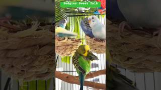 Tweeting Tales amp Chirpy Budgies Conversation 🐤💖🐦 [upl. by Gervase]