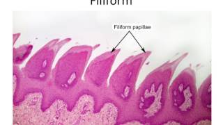 Histology Taste Buds and Lingual Papillae [upl. by Nahs]