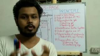 SDS PAGE Polyacrylamide gel electrophoresis  principle and explanation [upl. by Haland]