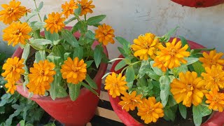 Care of Zinnia Plant  How to Grow and Care Zinnia Plant  Fun Gardening [upl. by Naima]