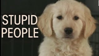 GoDaddy Super Bowl 2015 Puppy Ad  Go Daddy XLIX Puppy Commercial Ad  STUPID PEOPLE [upl. by Boeke]