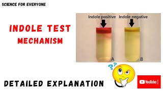 Indole Test Mechanism  Procedure  Principle  Chemical Reactions [upl. by Daley]