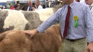 Tullamore show Judging commercial cattle [upl. by Nolham602]