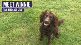 Obedience training for a working Cocker Spaniel puppy [upl. by Yasmin]