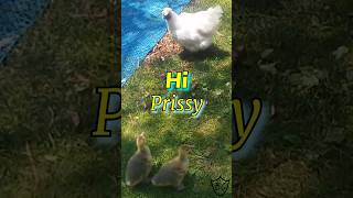 Playful Goslings Friendly Greeting to Prissy the Silky Chicken goslings chicken shorts [upl. by Crelin]