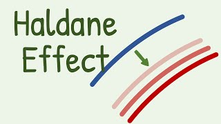 Haldane Effect in Transport of Carbon Dioxide [upl. by Adiaroz]