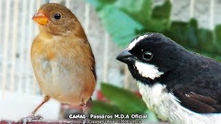 Fêmea de Bigodinho VS Bigodinho Cantando  Esquente seu Bigodinho [upl. by Vernier]