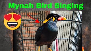 Mynah Bird Singing Various Sound of Hill Myna 4K Talking Hill Mynah birds chirping shorts [upl. by Holsworth818]