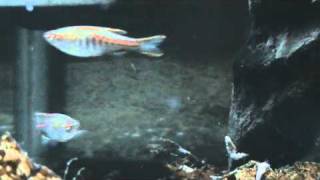 Danio Choprae Glowlight danio for sale at Tyne Valley Aquatics [upl. by Hardy]