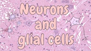 Neurons and glial cells spinal cord  nervous tissue histology [upl. by Dugan]