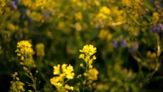 Canon 5D mark II test footage View of the Bumblebee Carl Zeiss Distagon T 28mm 28 [upl. by Lleunamme]