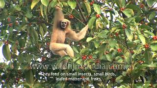 Eastern Hoolock Gibbon the only lesser ape found in India [upl. by Blanc]