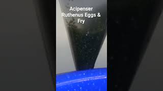 Acipenser Ruthenus Eggs amp Fry caviar fish sturgeon [upl. by Enomes]