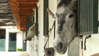 Ab zum Schlachthof Spaniern sind Pferde zu teuer [upl. by Yentyrb]