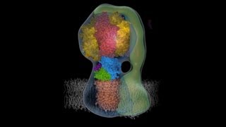 Molecular animation of ATP synthase [upl. by Ellenrahs116]