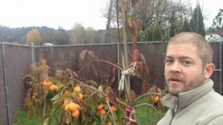 Fuyu Persimmon Tree  My Favorite Fruit Tree Persimmons in Washington [upl. by Abbub658]