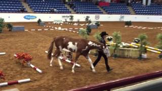 Open InHand Trail  Reserve World Champion APHA World Show [upl. by Maffei]