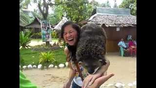 The Palawan Bearcat Binturong [upl. by Grove]