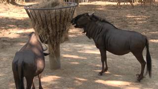 France Zoo de La Palmyre [upl. by Ahcsatan]