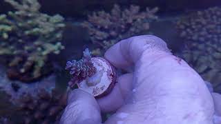 Acropora tenuis blue  Australia coral gandalf [upl. by Burrton]