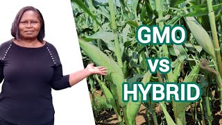 GMO vs Hybrid Crop Varieties What you should know [upl. by Aram]