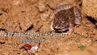 Faunamov  010  Leptodactylus fuscus [upl. by Aneg]