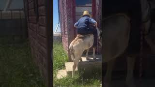 Swartzentruber Amish let their children use donkeys because donkeys are easier to handle and train [upl. by Ellives]